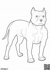 Pitbull Colorings Consent sketch template