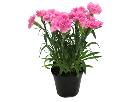 growing carnations   pot care  container grown carnation flowers
