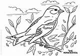 Aves Oiseaux Colorear sketch template