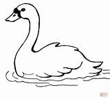 Coloring Swan Pages Swans Swimming Printable Drawing Supercoloring Animal Crafts Kids Birds Bird Popular Malvorlagen Kinder sketch template