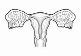 Reproductive Wootton Uterus sketch template