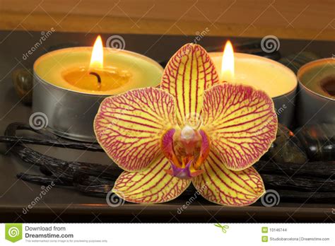 orchid  vanilla  spa stock photo image  balance