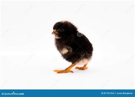 piccolo pulcino nero fotografia stock immagine  pollo