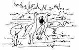 Coloring Migration Designlooter 47kb 630px Cranes Sandhill Drawings sketch template