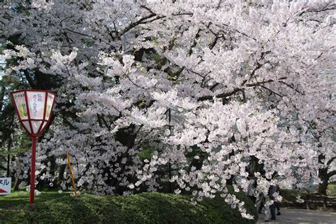 cherry blossom tourism  japans economy bloom huffpost