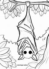 Fledermaus Malvorlage Malvorlagen Ausmalbilder sketch template