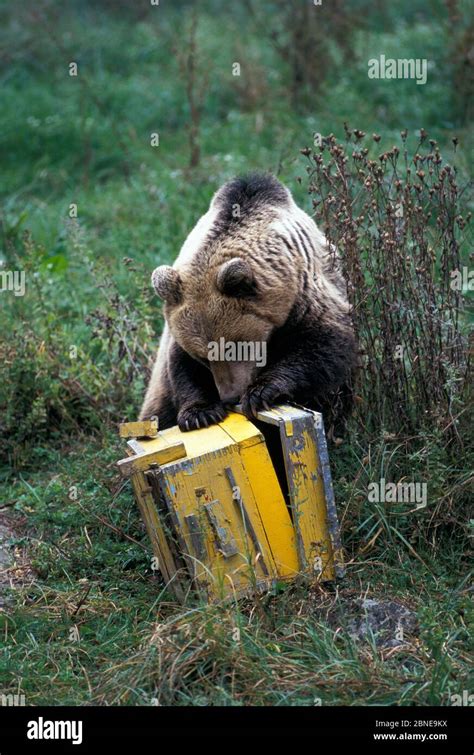 brown bear ursus arctos opening  beehive bulgaria captive stock