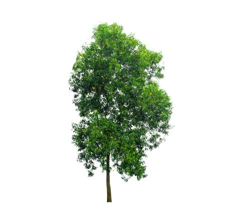 isolated trees  transparent background png file  png