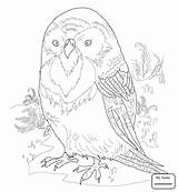Budgie Template sketch template