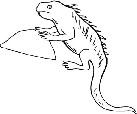 reptiles coloring pages  kids updated