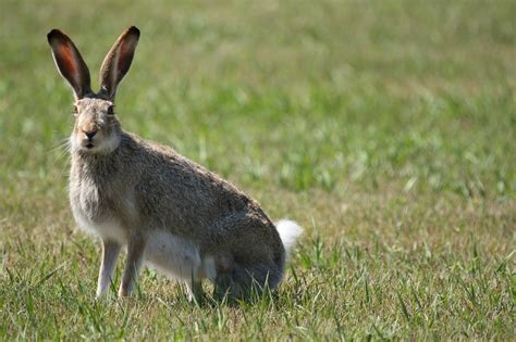 white tailed jackrabbit breed info pictures traits facts pet keen