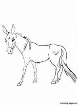 Coloring Mule 59kb 750px sketch template