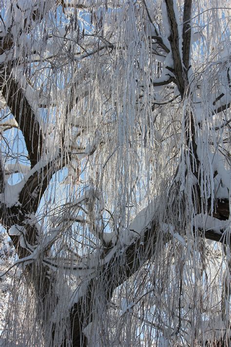 free images tree branch snow frost ice weather freeze frozen