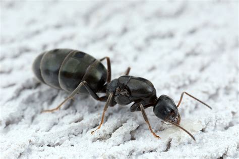 identifying  ants  find  ant keeping season gamergate
