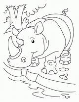 Rhino Coloring Pages Rhinoceros Quenching Thirst His Popular Coloringhome sketch template