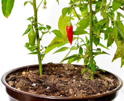 growing hot peppers  pots gardeneco