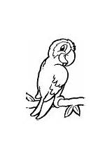 Coloring Pages Parrot Grey African Animal sketch template