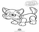 Coloring Parade Pages Pet Dog Husky Cute Info Print sketch template