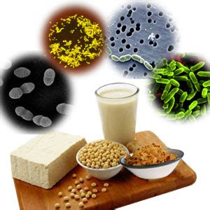 probiotic foods finding  source  friendly bacteria