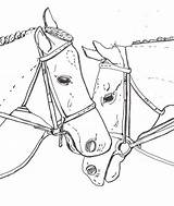 Horses Cimarron Stallion Coloringhome Azcoloring sketch template