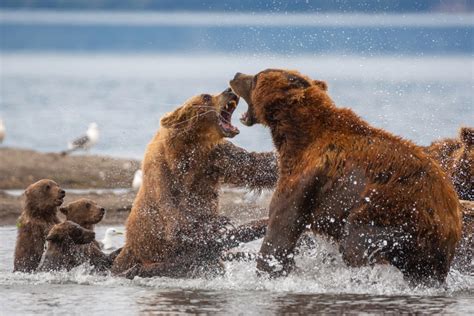 dramatic pics capture moment mother bear fights   attack