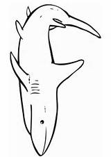 Squalo Haai Requin Malvorlage Stampare Educol sketch template