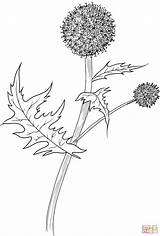 Coloring Thistle Globe Pages Drawing Pale Great 85kb 1810 sketch template