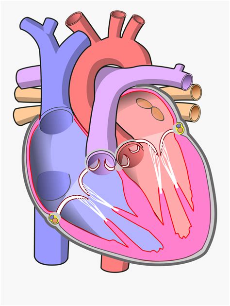 heart diagram clip art images   finder
