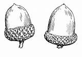 Acorn Drawing Coloring Acorns Pages Clipart Tattoo Illustration Large sketch template