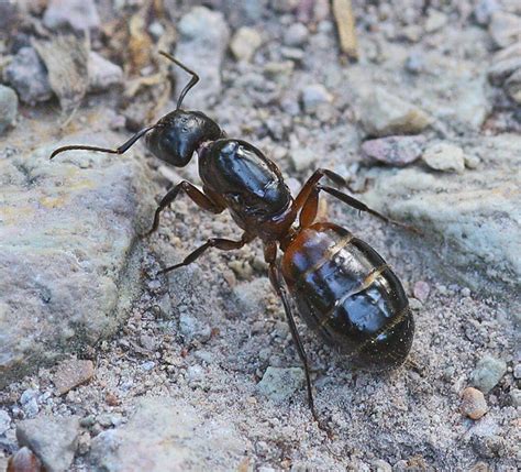 ameise foto bild tiere wildlife insekten bilder auf fotocommunity