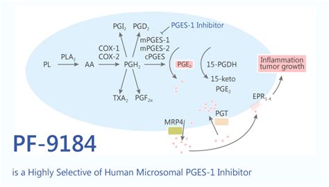 pf    highly selective  human microsomal pges  inhibitor