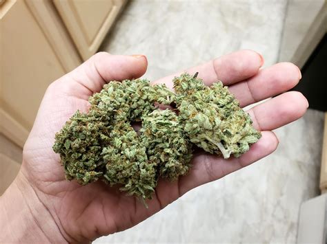 grow cannabis  beginners green man cannabis ranch