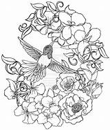 Hummingbirds Metacharis Humming sketch template