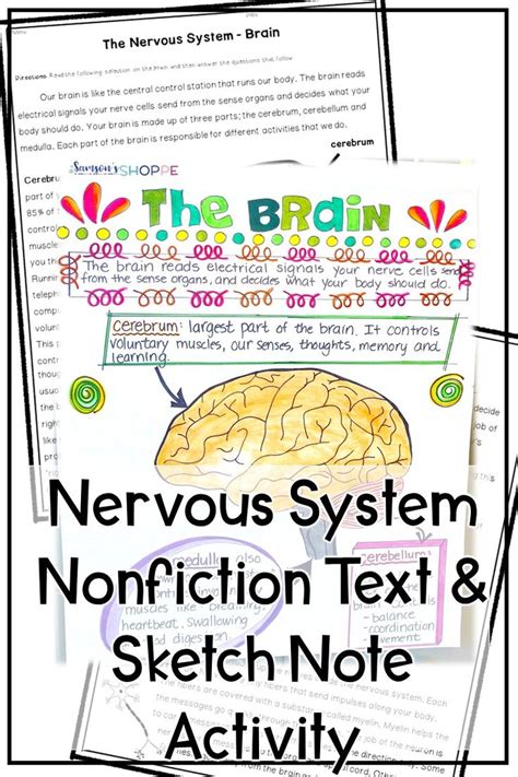 nervous system activity nervous system activities sketch notes
