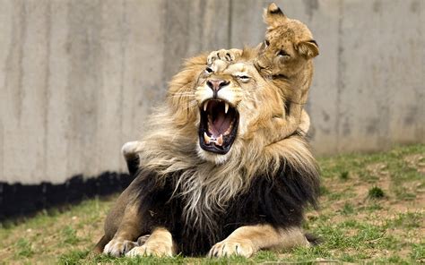 lion  cub lions photo  fanpop