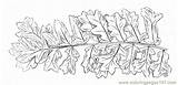 Fern Coloring Trees Printable Natural sketch template