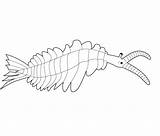 Anomalocaris Trilobites Riddle Activity Family sketch template