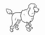 Poodle Coloring Dog French Outline Pages Coloringcrew Getcolorings Skirt sketch template
