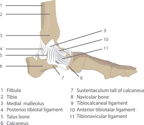 foot ankle injury treatment rockwall foot ankle specialist