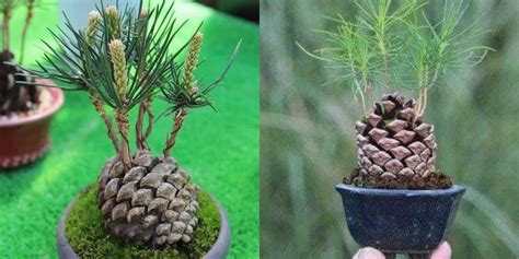 grow  adorable pine tree   cone   easy steps