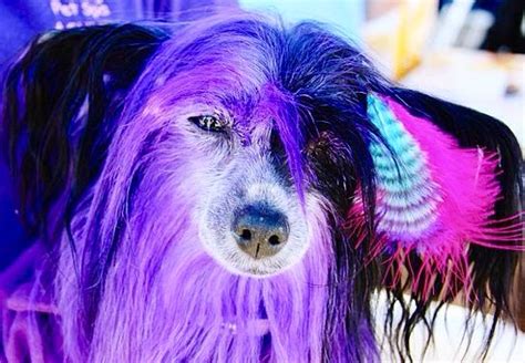 purple dog dogs guide dog animals