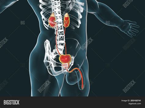 male urinary system image photo  trial bigstock