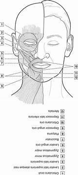 Neck Muscles Head Anatomy Facial Dental Expression Dentistry Figure sketch template