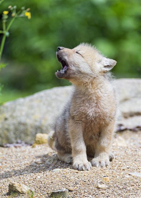 baby arctic wolf learning  yawn cute baby animals baby animals