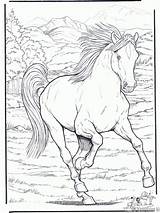 Paard Paarden Moeilijk Amerigo Feestdagen Sinterklaas Heb sketch template