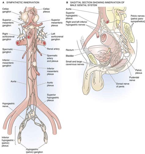 Male Sex Act The Male Reproductive System The