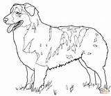 Coloring Shepherd German Pages Australian Dog Cattle Dogs Shepard Drawing Printable Realistic Puppy Color Baby Print Heeler Adult Blue Shepherds sketch template