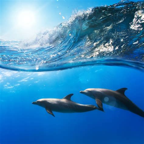 zwemmen met dolfijnen  europa diverse locaties ikbenopreisnl