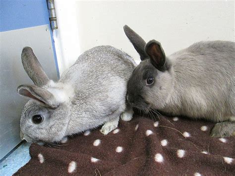 real life easter bunnies in need of a home in pictures life and