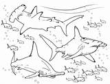 Coloring Shark Hammerhead Pages Printable Goblin Kids Ocean Book Educational Sharks Color Drawing Finding True Stars Getcolorings Adult Sea Choose sketch template